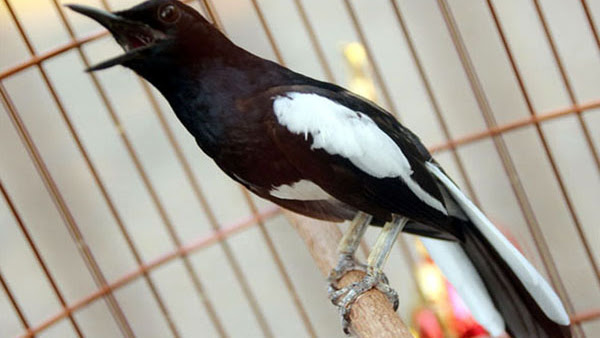 Harga Burung Kacer Terbaru 2018