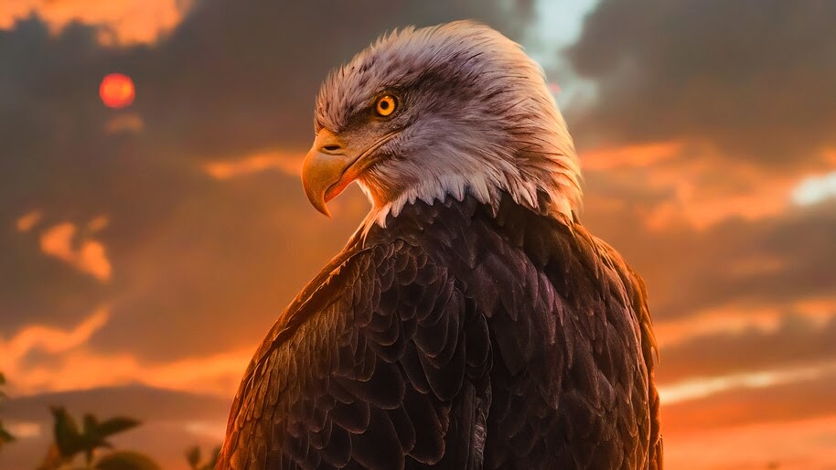 Eagle Digital Art 4k Wallpaper 6 454