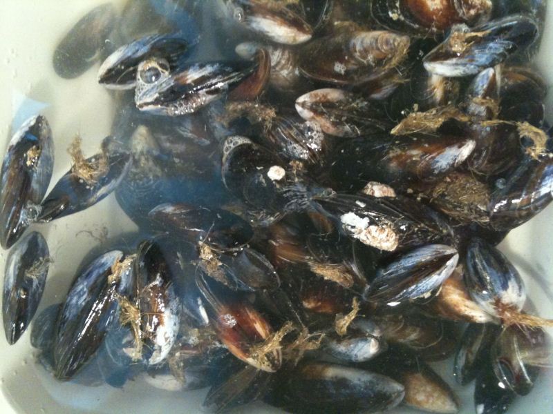 Free From G. Naturally Gluten Free Mussels How To Clean