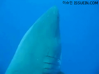 관측사상 최대 백상아리.gif1