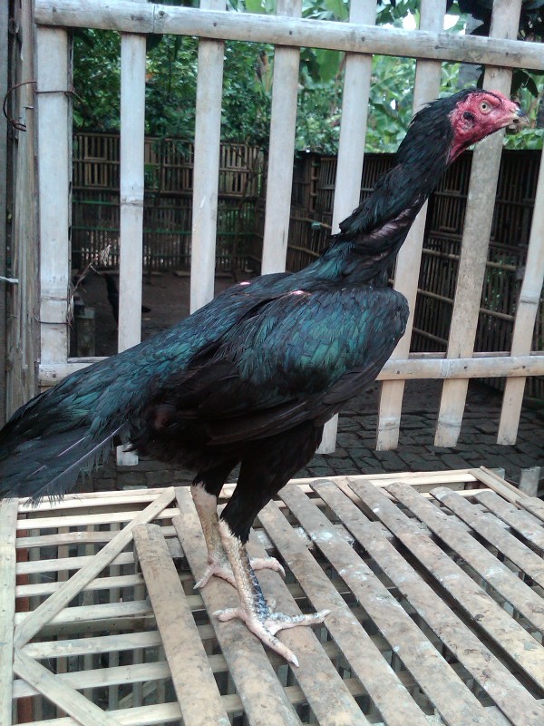Rajanya Ayam Petarung Borneo Ciri Aduan Berkualitas Gambar Jago Yg