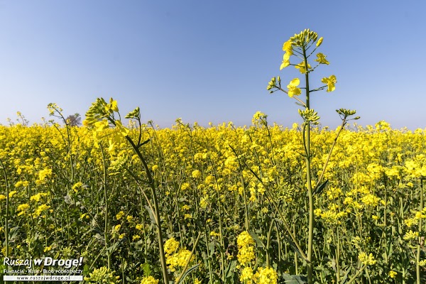 Żuławy - za takie klimaty je uwielbiamy