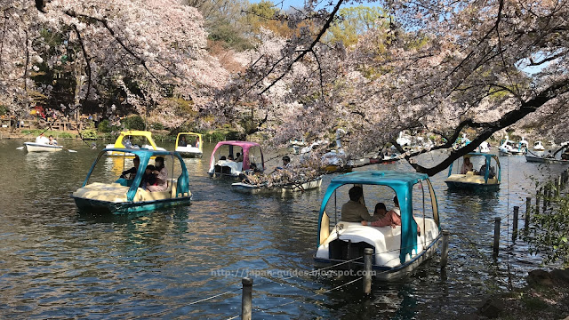 Inokashira Park Tokyo Sakura