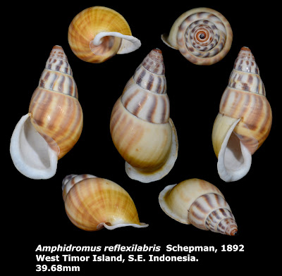 Amphidromus reflexilabris 39.68mm