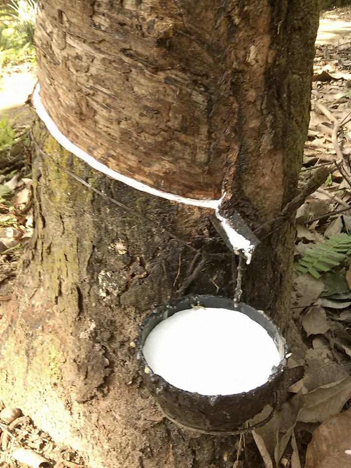 Rubber Tree