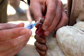 Cara Pemberian Vaksin Pada Ayam Kampung Yang Sering Digunakan Oleh Para Peternak