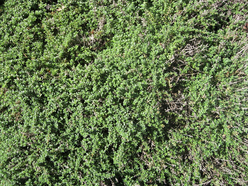 Plants and Stones Thyme For Hard Frost