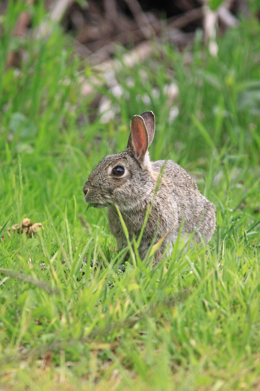 Northamptonshire Birding: June 2013