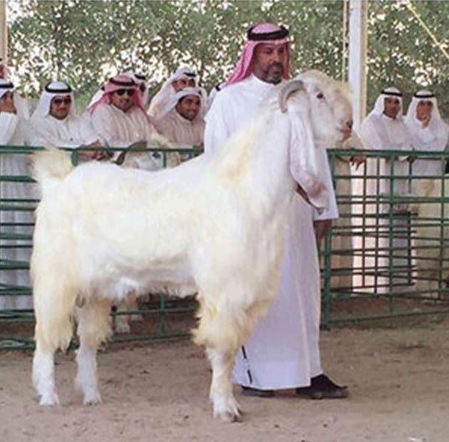 WAW!!! Kambing Putih ini Ditawar Seharga Rp 440 Juta WAW!!! Kambing Putih ini Ditawar Seharga Rp 440 Juta