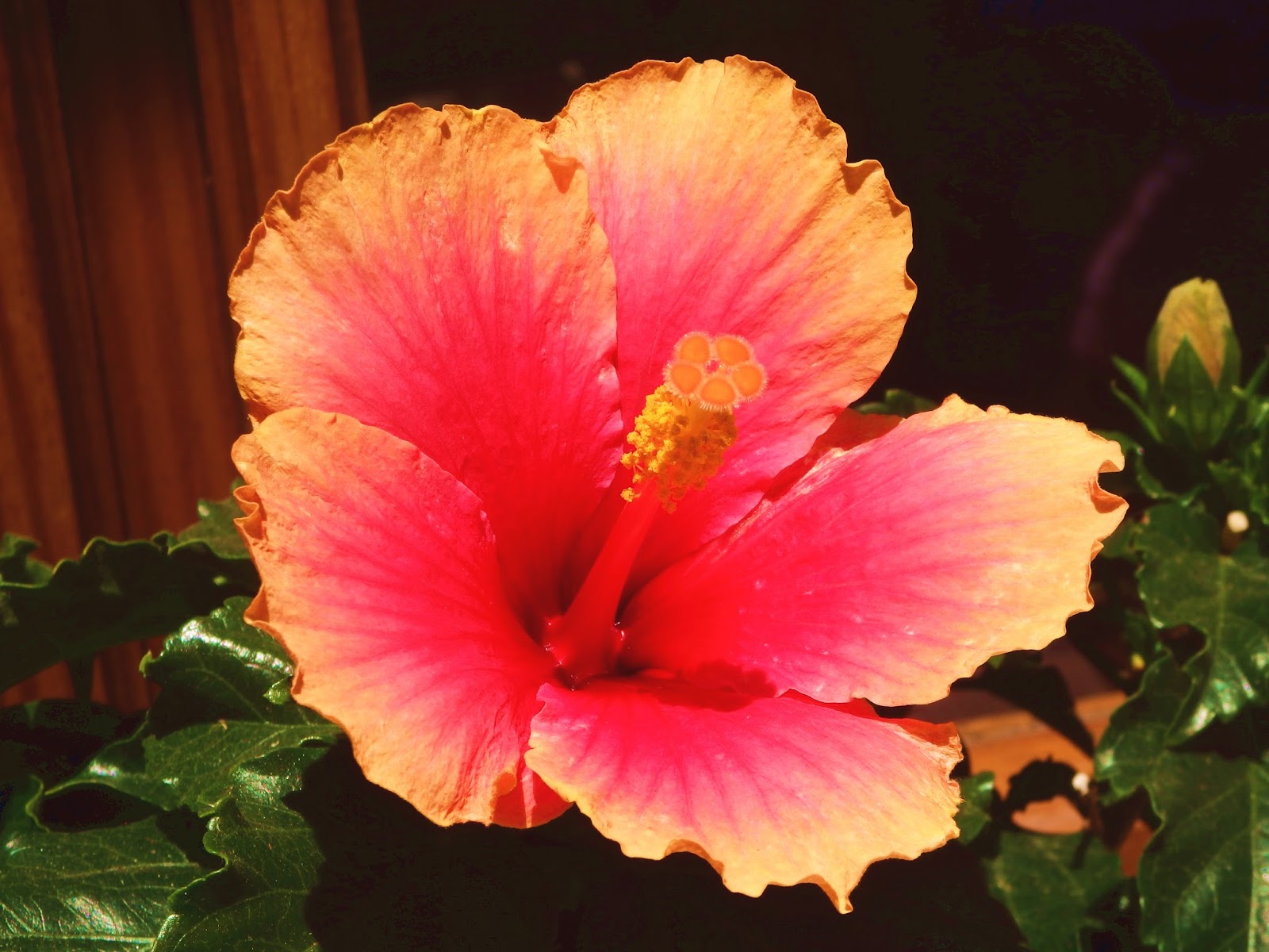 Flowers in Spain! Carol and Vero
