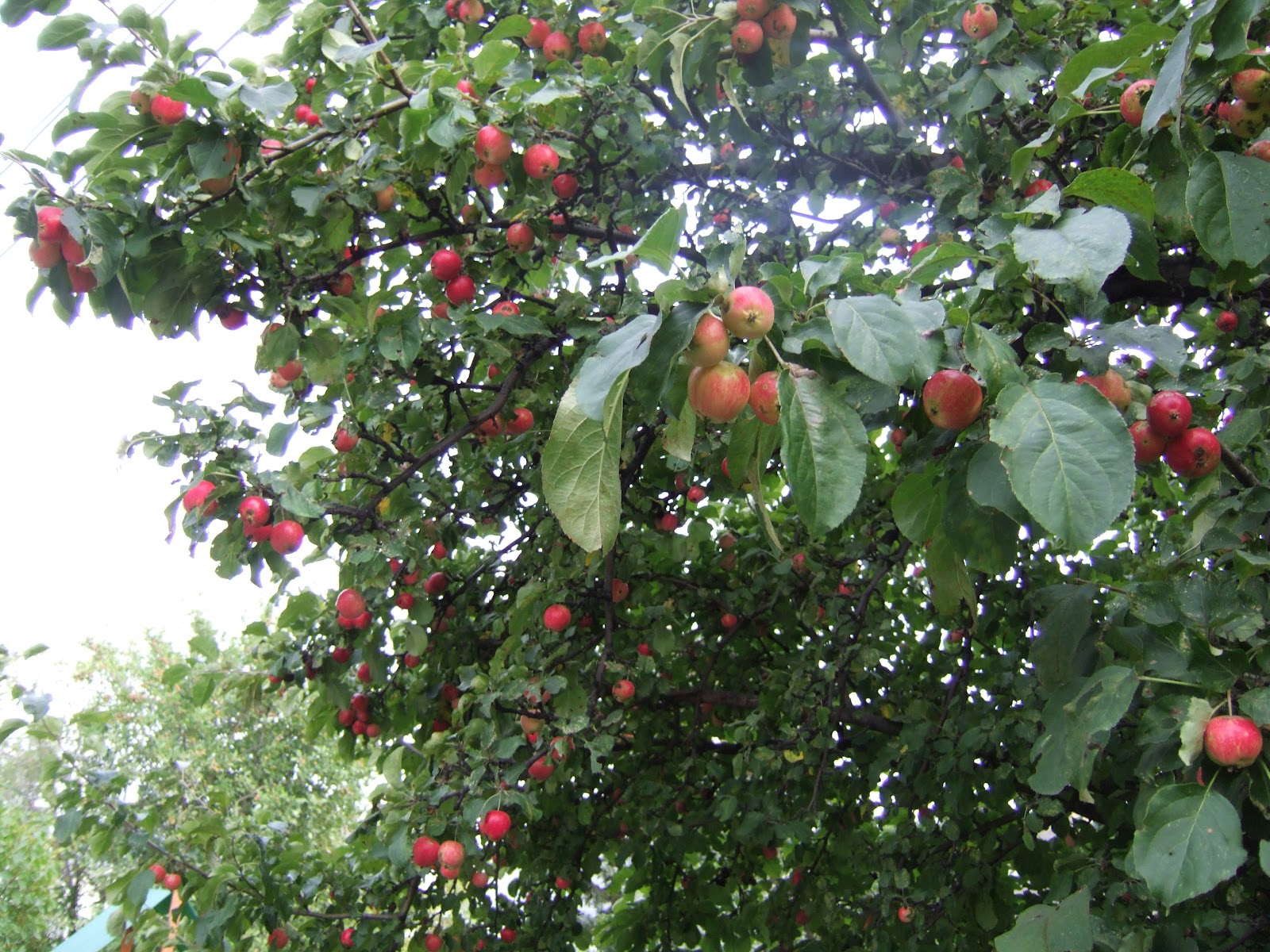Grow 'N' Share Crab Apples! What to Do With Them?