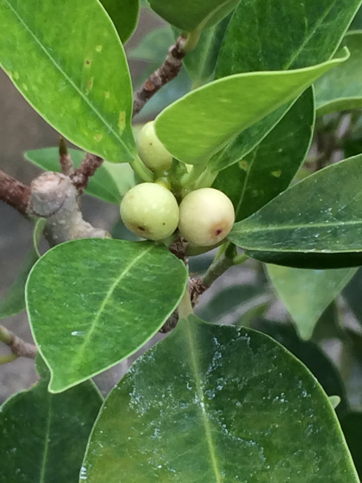 ぶらぶら倶楽部love Web My花図鑑 Vol 25 ガジュマル 実 花嚢