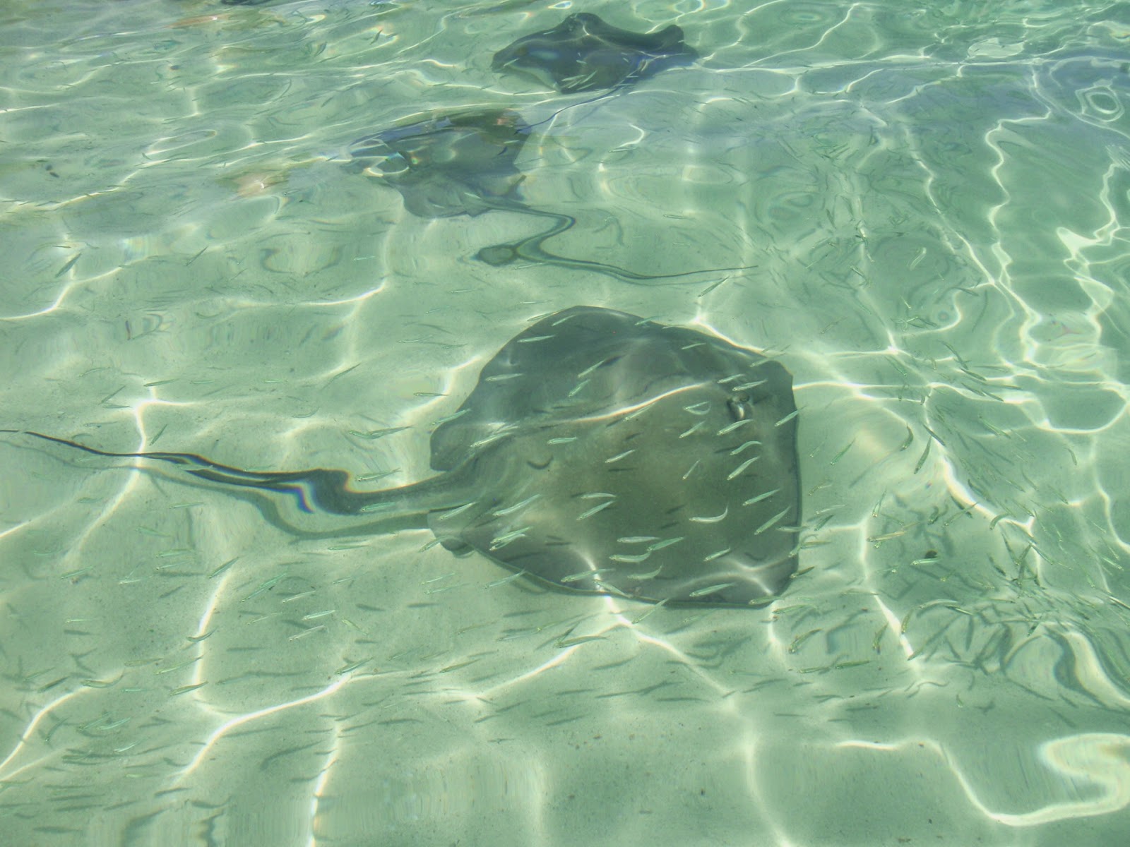 ratCATcher Cruises Gun Cay Honeymoon Harbor Squalls and Sting Rays