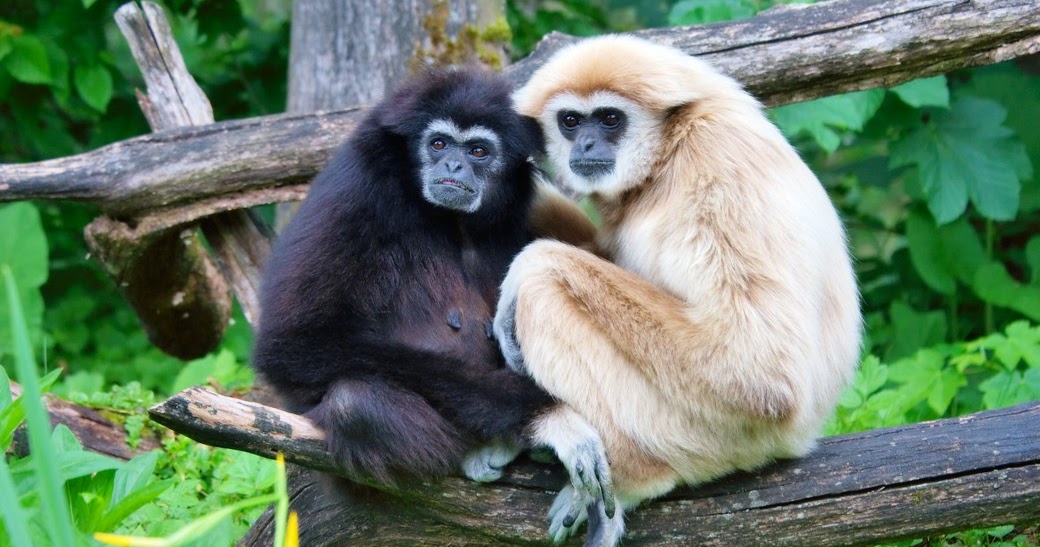 Western Hoolock Gibbon Faces Threat of Extinction TechGape