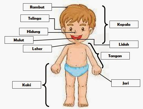 Bahagian Tubuh Manusia