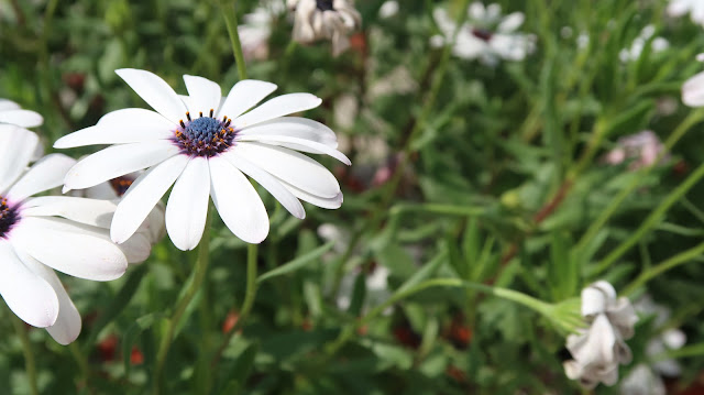 free-flowers-wallpaper-download free-flowers-wallpaper-download