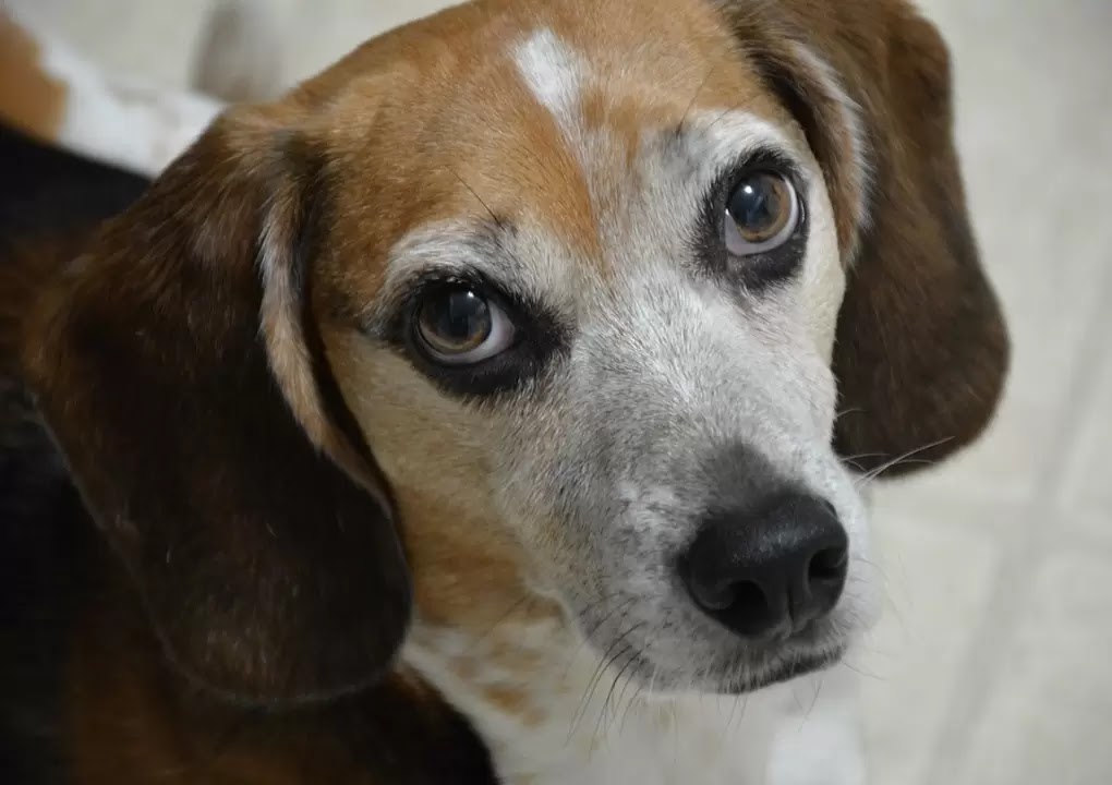 10 Amazing Short Haired Dog Breeds The Buzz Land