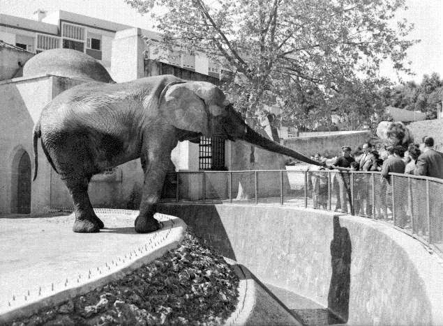 ... de dar moeda ao elefante no zoo