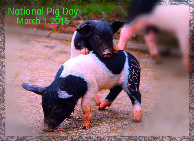 Crazy Days To Celebrate March 1 2016 crazy-days-to-celebrate-march-1-2016