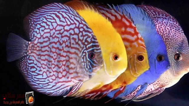 أهم أنواع أسماك الزينة التى يمكن تربيتها بالأحواض بالصور types of Ornamental fish