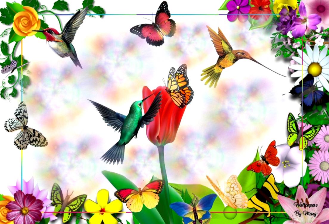 Hummingbird Flowers Garden Hd Wallpaper
