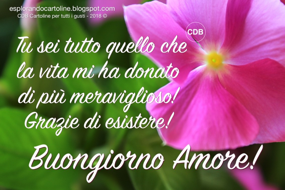 Cdb Cartoline Per Tutti I Gusti Cartolina Buongiorno Amore Tu Sei Tutto Quello Che La Vita Mi Ha Donato Di Piu Meraviglioso Grazie Di Esistere Con Immagine Floreale Di Pervinca Rosa