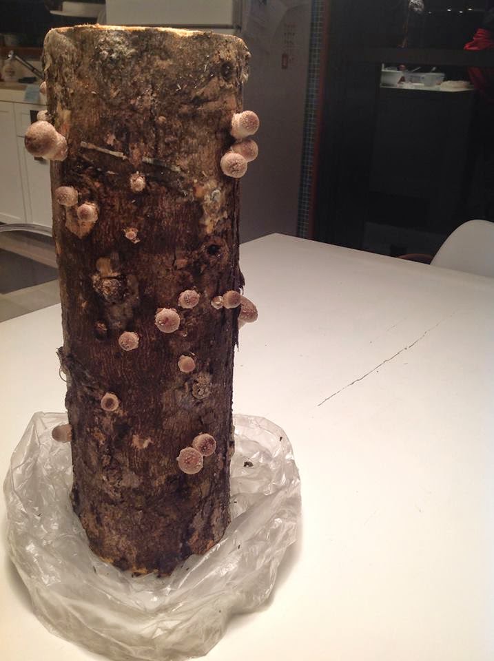 CULTIVE SHIITAKE E SHIMEJI EM TRONCOS Shiitake e shimeji em troncos