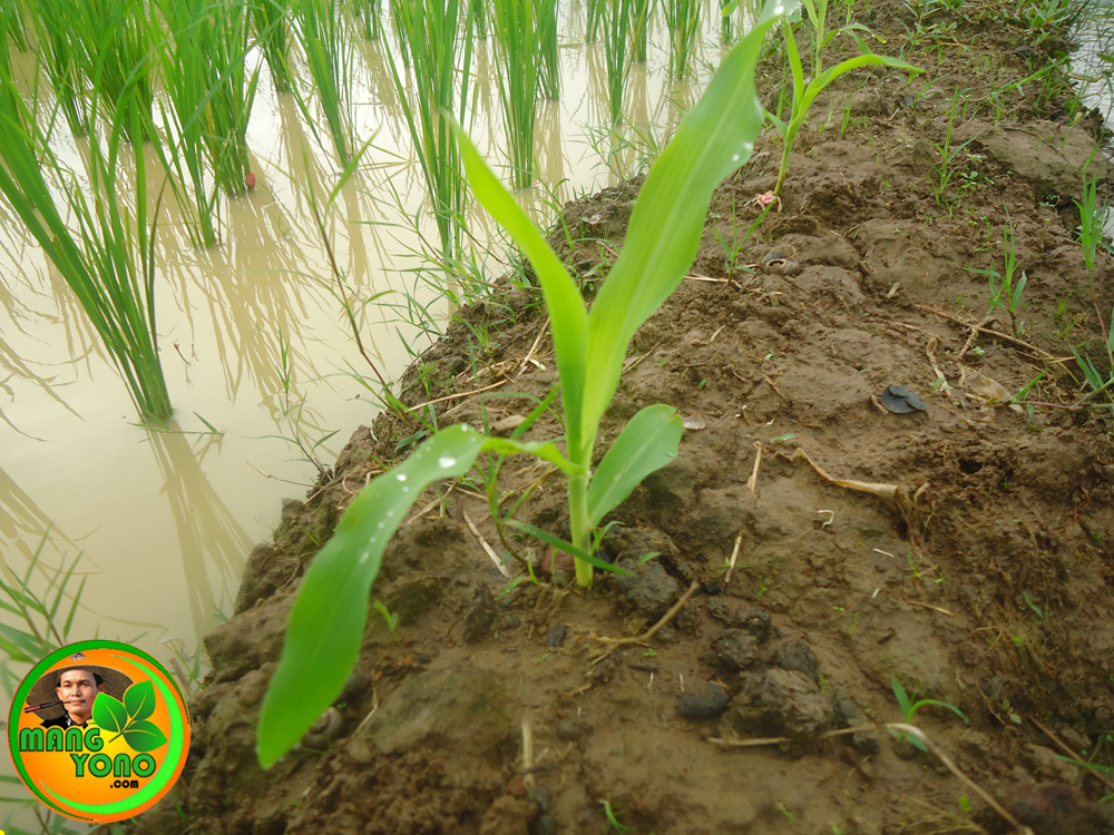 Cara Menanam Jagung Di Pematang Sawah Cara Menanam Jagung Di Pematang Sawah