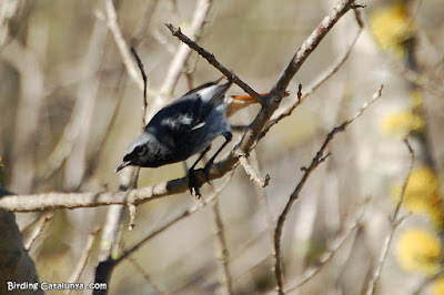 Cotxa fumada (Phoenicurus ochruros)