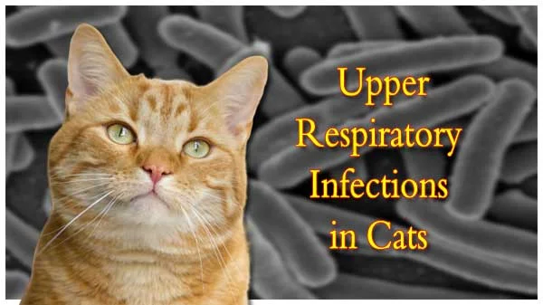 cat upper respiratory infection