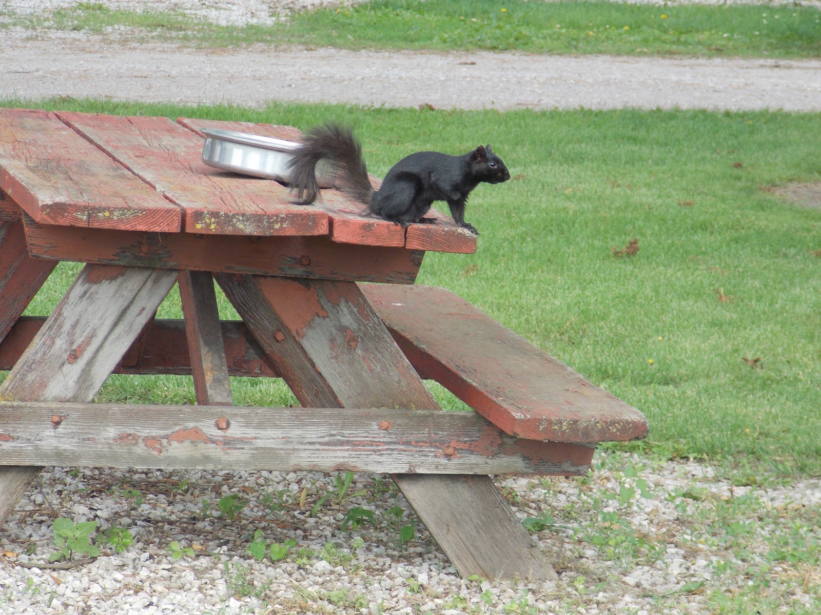 The Schramm Journey Council Bluff's Squirrely Connections