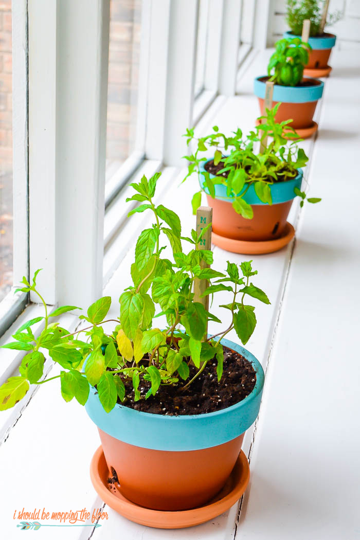 Indoor Herb Garden | Bring the herbs inside so they last longer in extreme conditions. This project is easy to put together and is the perfect low maintenance herb garden.