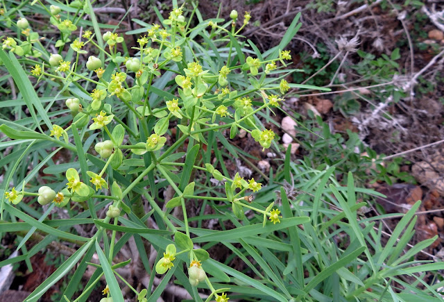 Euphorbia regis-jubae