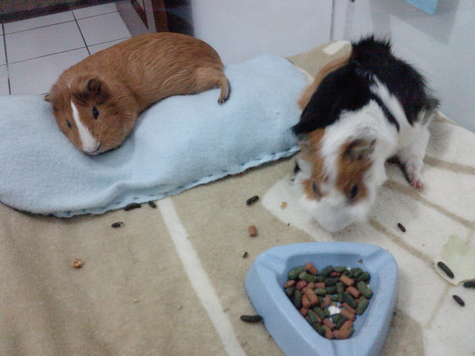 Туалетный лоток для морской свинки. Кусаются ли морские свинки. Морские свинки спариваются. Морская свинка ходит в туалет. Морская свинка водная.