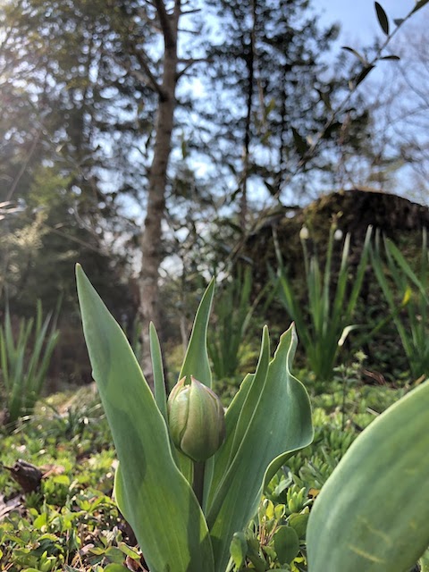 Tulip bud. チューリップの蕾は終霜を待っているかのようです。