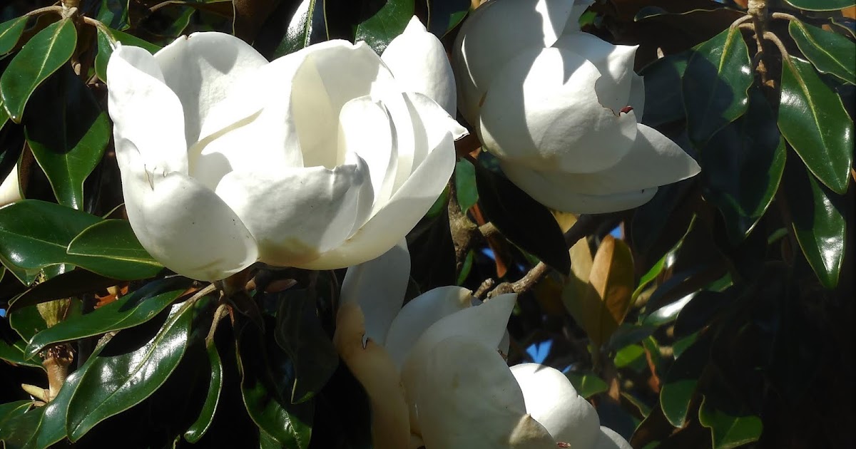 Raleigh Daily Photo Flowering Magnolias