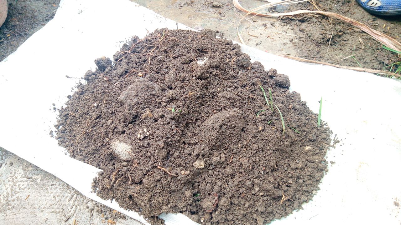 Cara Ternak Kutu Air Tanpa Bibit Dengan Media Pot Bunga Sale