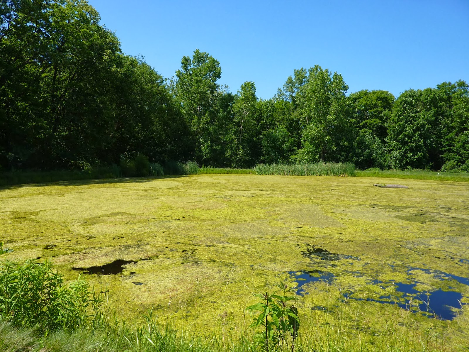 AQUA DOC Lake and Pond Management The Effects of Excess Nitrogen on