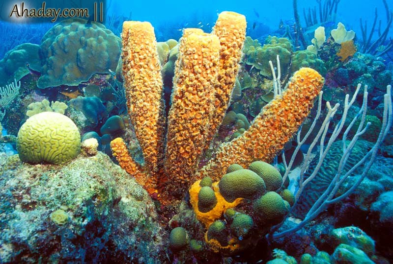 Gado Gado Pengetahuan Pengertian Hewan Porifera Ciri Ciri Hewan