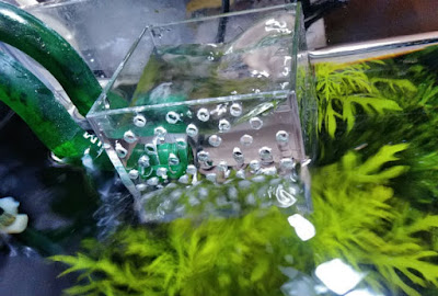 仮止めして様子見