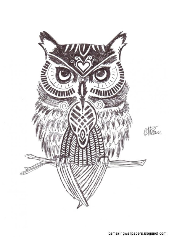 Owl Drawing
