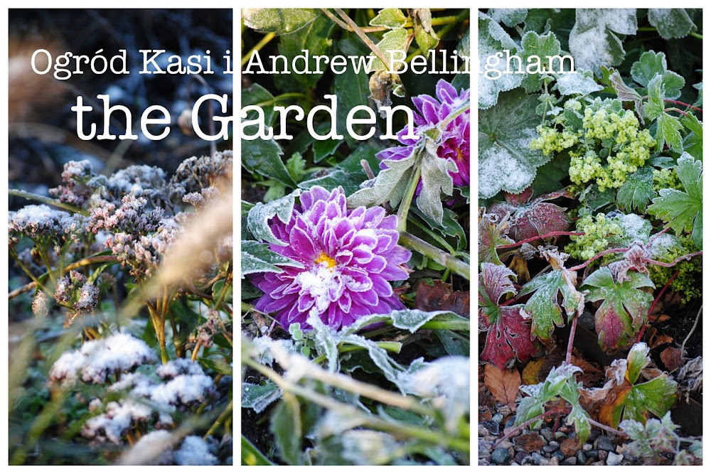 the garden - Blog Kasi & Andrew Bellingham