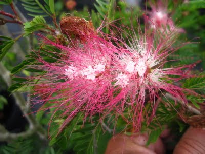 Tropical Mimosa: Calliandra surinamensis