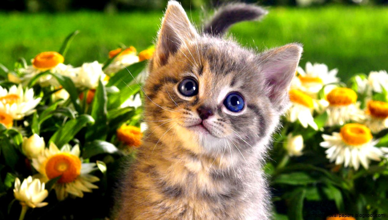 Cat Wallpapers