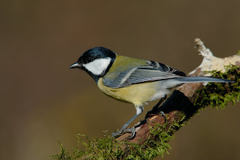 parus major ,mallerenga carbonera