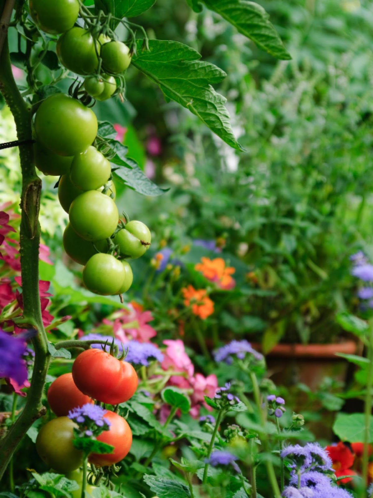 Grow Your Own Vegetables - Everything About Garden