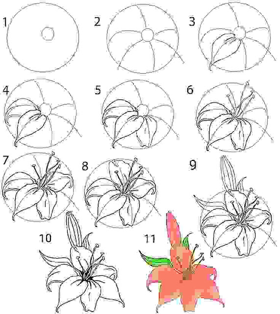 cara+menggambar+bunga+lili