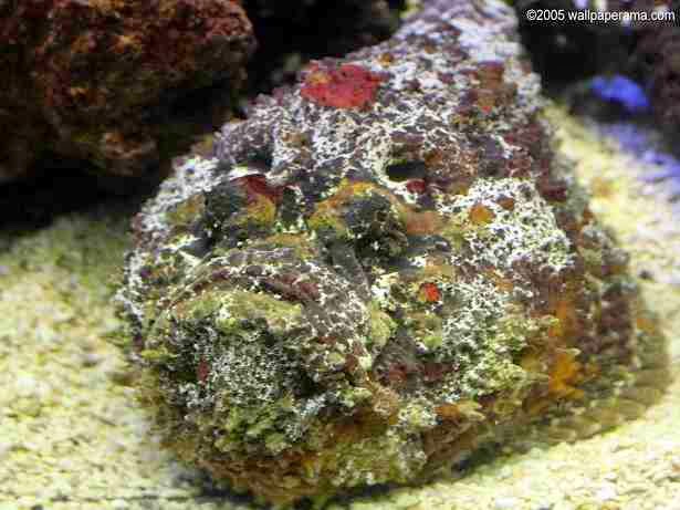 Stone Fish: highly poisonous fish in the world