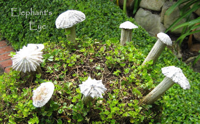 Mushrooms in Henk Scholtz garden