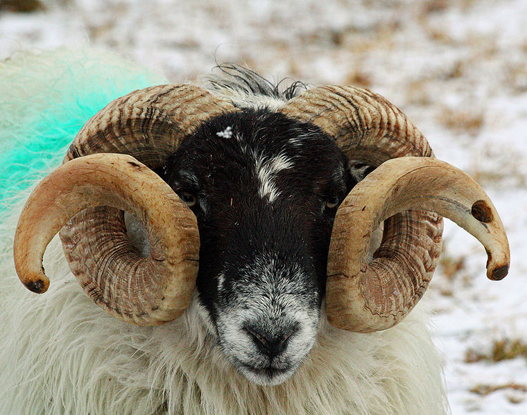 It's Brain Time!: Sheep vs. Goats: More to It than Just Wool